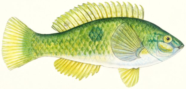 Antique fish Wrasse drawn by Fe. Clarke (1849-1899).. Free illustration for personal and commercial use.