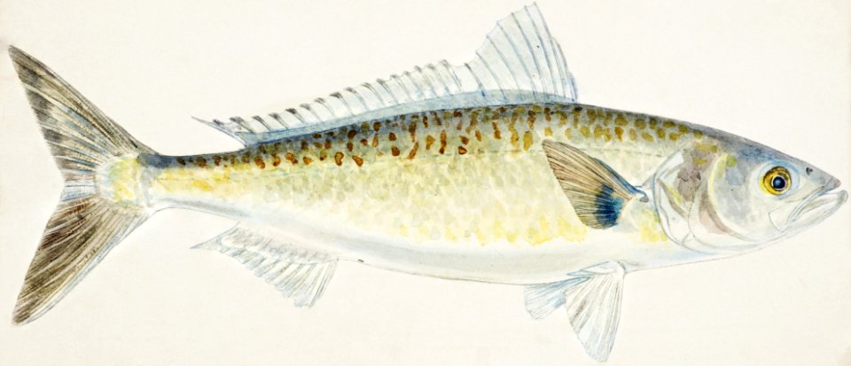 Antique fish Arripis trutta (NZ) : Kahawai drawn by Fe. Clarke (1849-1899).