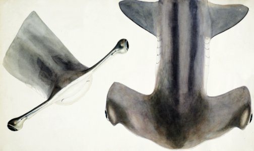 Antique fish Hammerhead Shark drawn by Fe. Clarke (1849-1899).. Free illustration for personal and commercial use.