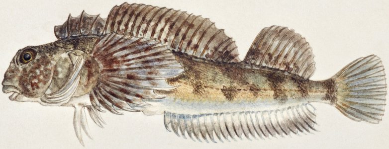 Antique fish Blennodon dorsale (Giant triplefin) drawn by Fe. Clarke (1849-1899).