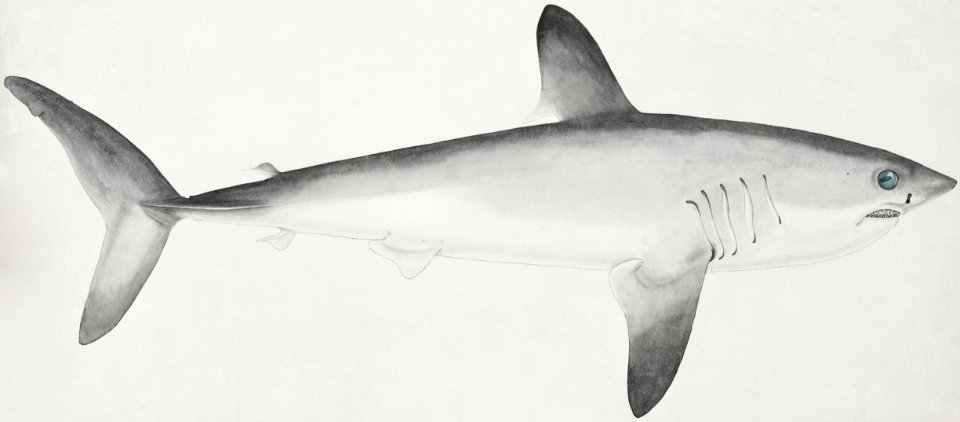 Antique fish Porbeagle Shark drawn by Fe. Clarke (1849-1899).