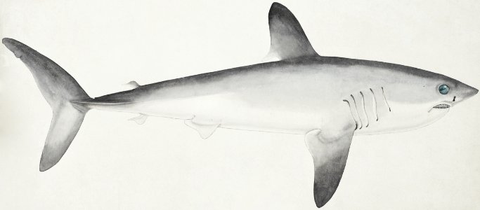 Antique fish Porbeagle Shark drawn by Fe. Clarke (1849-1899).. Free illustration for personal and commercial use.