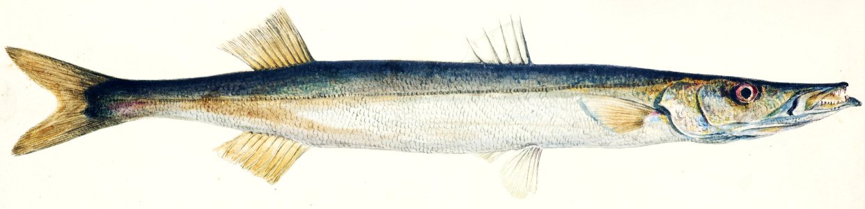 Antique fish Sphyraena novaehollandiae drawn by Fe. Clarke (1849-1899).. Free illustration for personal and commercial use.