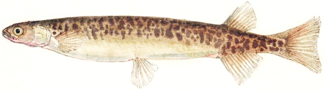 Antique fish galaxias gracilis dwarf inanga drawn by Fe. Clarke (1849-1899).. Free illustration for personal and commercial use.