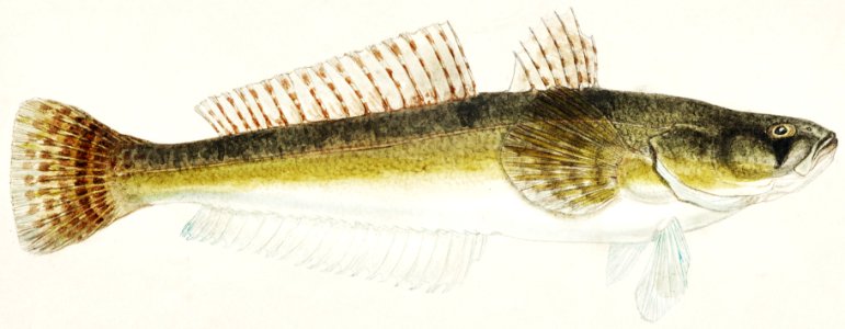 Antique fish platycephalus bassensis drawn by Fe. Clarke (1849-1899).