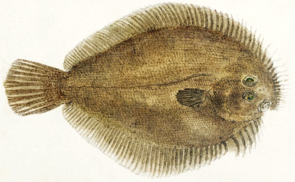 Antique fish possibly ammotretis sp flounder drawn by Fe. Clarke (1849-1899).