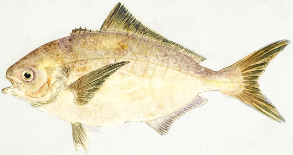 Antique fish seriolella punctata silver warehou drawn by Fe. Clarke (1849-1899).