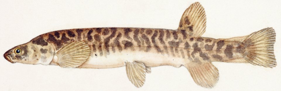 Antique fish galaxias olidus mountain trout drawn by Fe. Clarke (1849-1899).