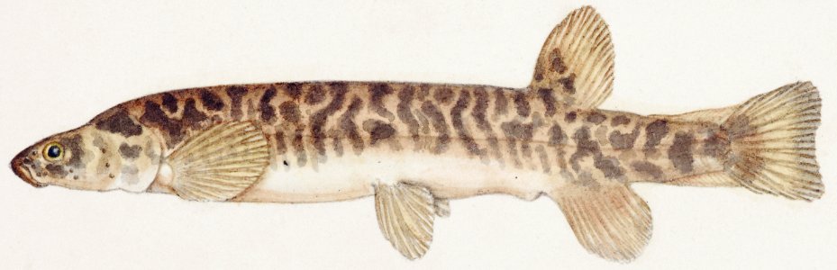 Antique fish galaxias olidus mountain trout drawn by Fe. Clarke (1849-1899).