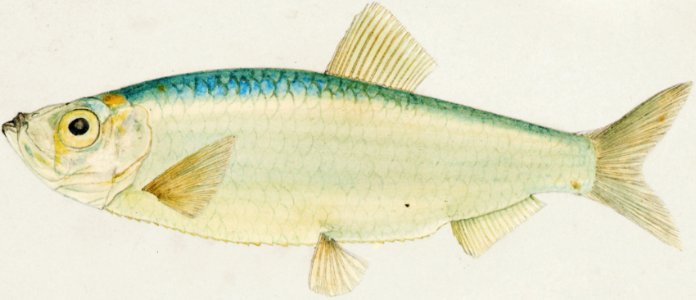 Antique fish Sardine drawn by Fe. Clarke (1849-1899).. Free illustration for personal and commercial use.