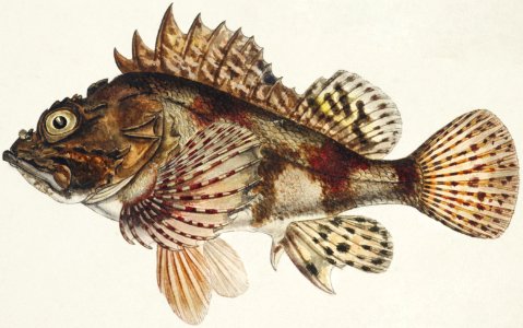 Antique Red Scorpion fish drawn by Fe. Clarke (1849-1899).