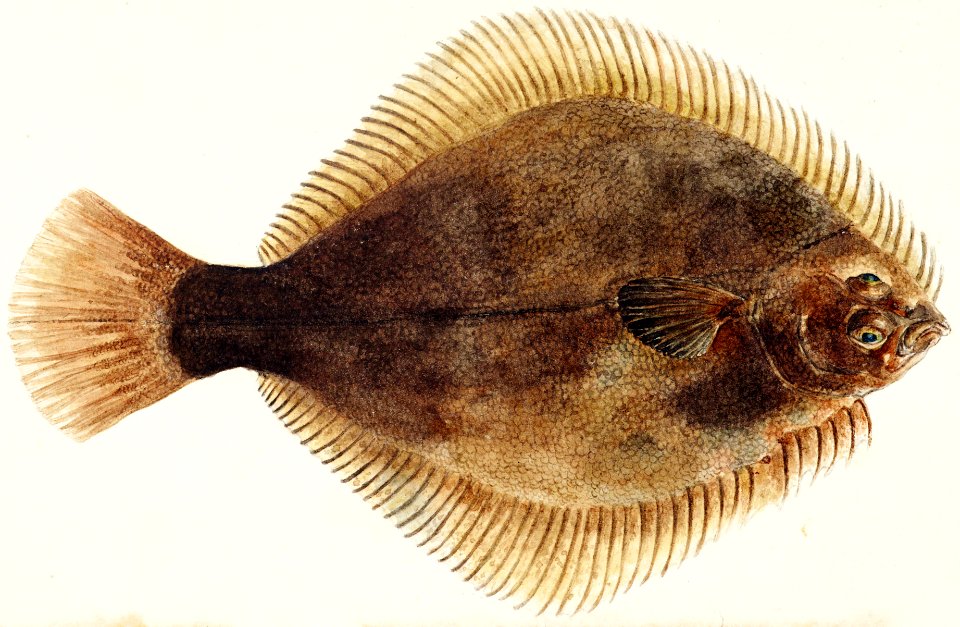 Antique fish Rhombosolea tapirina : greenback flounder drawn by Fe. Clarke (1849-1899).