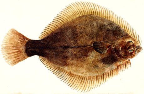 Antique fish Rhombosolea tapirina : greenback flounder drawn by Fe. Clarke (1849-1899).. Free illustration for personal and commercial use.
