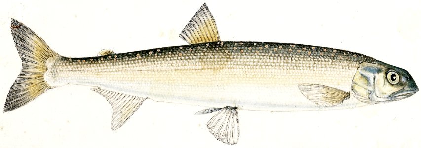 Antique fish White Spotted Greyling drawn by Fe. Clarke (1849-1899).