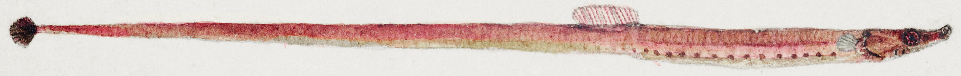 Antique fish Syngnathidae : Pipefish. drawn by Fe. Clarke (1849-1899).