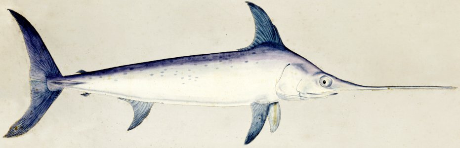Antique Sword fish drawn by Fe. Clarke (1849-1899).