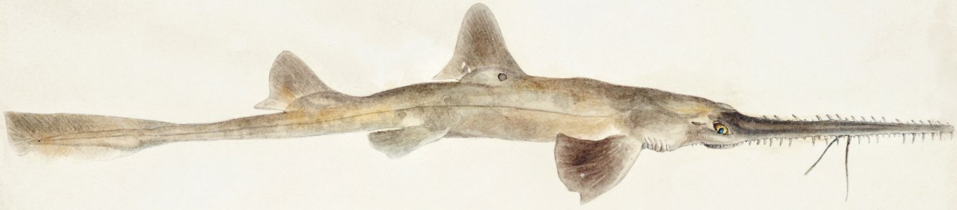 Antique fish pristiophorus nudipinnis drawn by Fe. Clarke (1849-1899).