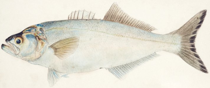 Antique fish possibly pomatomus saltatrix tailor drawn by Fe. Clarke (1849-1899).. Free illustration for personal and commercial use.