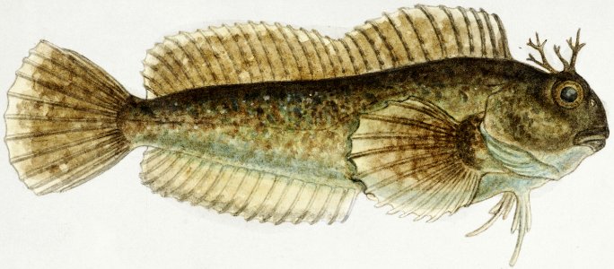 Antique fish blenniidae blenny drawn by Fe. Clarke (1849-1899).