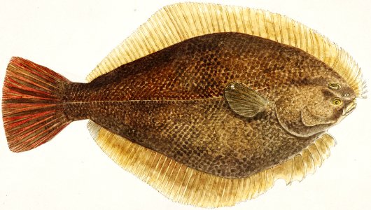 Antique fish Rhombosolea leporina (NZ) : Yellow-belly flounder drawn by Fe. Clarke (1849-1899).