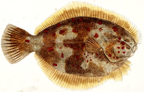 Antique fish Rhombosolea retiaria (NZ) : Black flounder drawn by Fe. Clarke (1849-1899).. Free illustration for personal and commercial use.