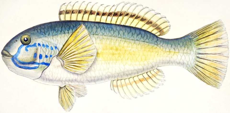 Antique fish Possibly Notolabrus sp (NZ) : Wrasse drawn by Fe. Clarke (1849-1899).