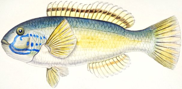 Antique fish Possibly Notolabrus sp (NZ) : Wrasse drawn by Fe. Clarke (1849-1899).. Free illustration for personal and commercial use.