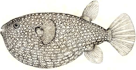 Antique Gillbanks Globe fish drawn by Fe. Clarke (1849-1899).