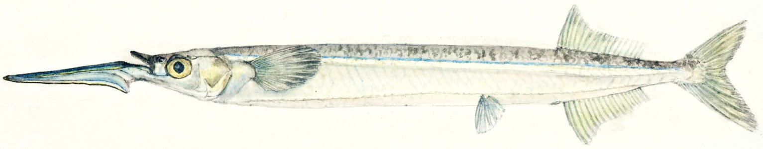 Antique fish hyporhamphus melanochir southern sea garfish drawn by Fe. Clarke (1849-1899).