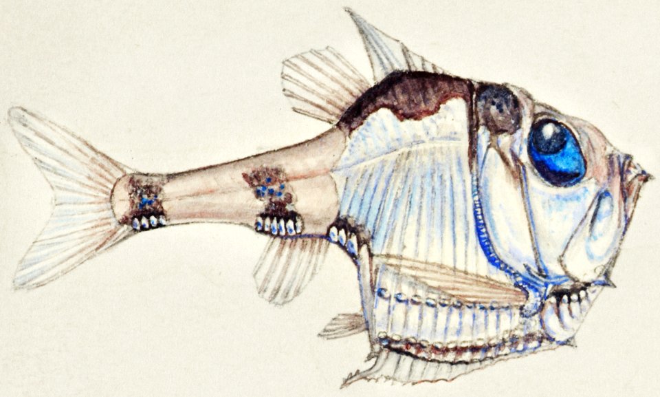 Antique drawing watercolor common hatchetfish marine life.