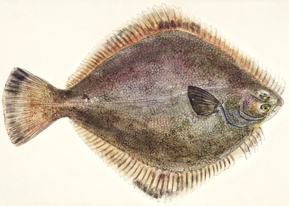 Antique fish Rhombosolea tapirina: Flounder drawn by Fe. Clarke (1849-1899).
