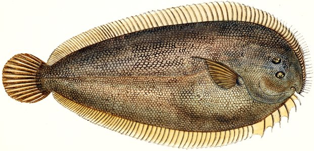 Antique fish New Zealand Sole drawn by Fe. Clarke (1849-1899).. Free illustration for personal and commercial use.