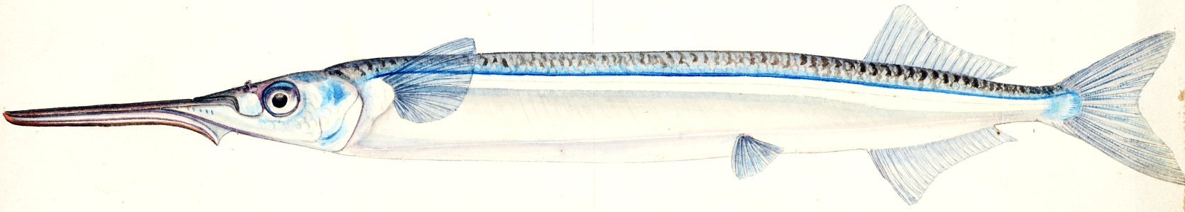 Antique fish Hyporhamphus Melanochir drawn by Fe. Clarke (1849-1899).