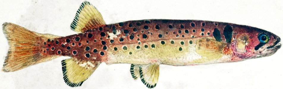 Antique fish Galaxias Maculatus drawn by Fe. Clarke (1849-1899).. Free illustration for personal and commercial use.