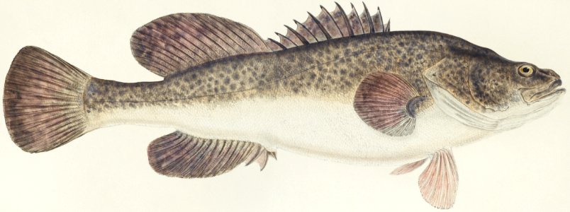 Antique fish maccullochella sp drawn by Fe. Clarke (1849-1899).. Free illustration for personal and commercial use.