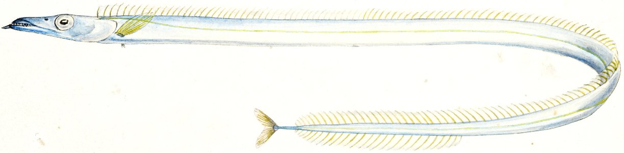 Antique fish Benthodesmus Elongatus drawn by Fe. Clarke (1849-1899).. Free illustration for personal and commercial use.