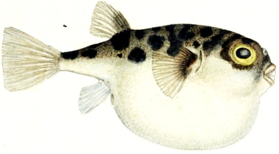 Antique fish Tetraodon gillbanksii Clarke drawn by Fe. Clarke (1849-1899).