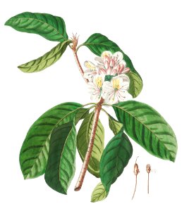 Plantae Selectae: No. 66–Rhododendron or Snow–rose by Georg Dionysius Ehret.. Free illustration for personal and commercial use.