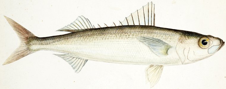 Antique drawing watercolor fish Emmelichthys Nitidus marine life.. Free illustration for personal and commercial use.