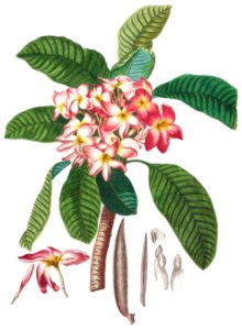 Plantae Selectae: No. 41–Plumeria by Georg Dionysius Ehret.. Free illustration for personal and commercial use.