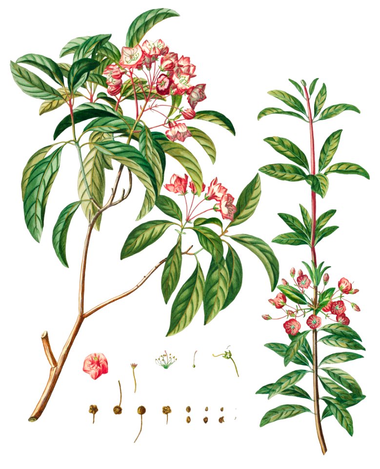 Plantae Selectae: No. 38 by Georg Dionysius Ehret.