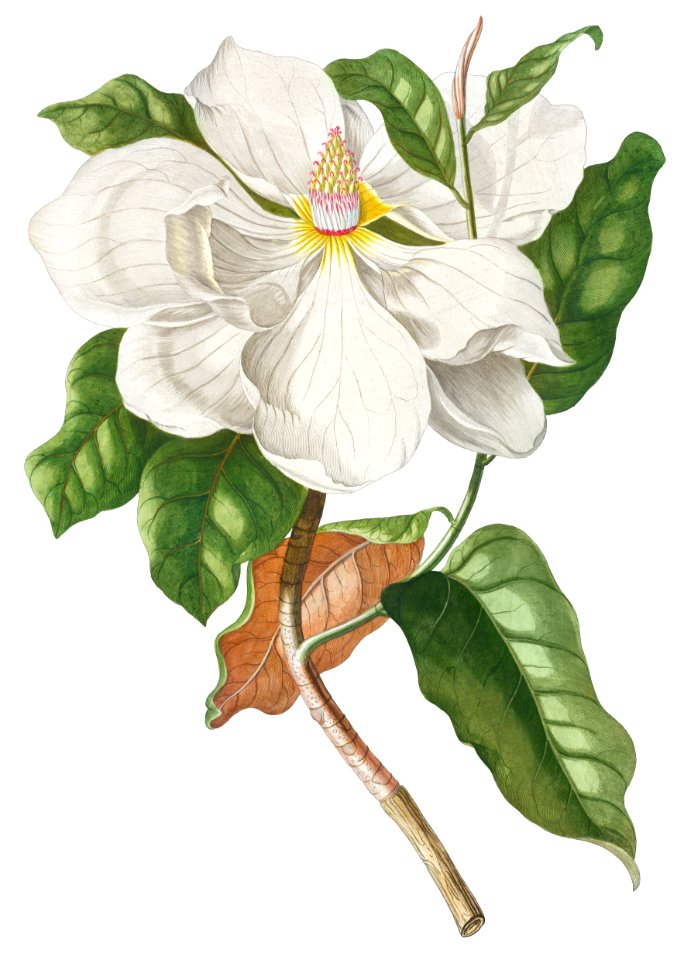 Plantae Selectae: No. 33–Magnolia by Georg Dionysius Ehret.