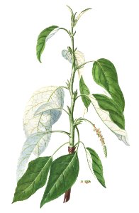 Plantae Selectae: No. 46–Tacamahaca or Balsam Poplar by Georg Dionysius Ehret.. Free illustration for personal and commercial use.
