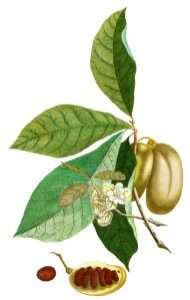 Plantae Selectae: No. 5–Anona or Sugar Apple by Georg Dionysius Ehret.. Free illustration for personal and commercial use.