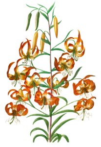 Plantae Selectae: No. 11–Lily by Georg Dionysius Ehret.