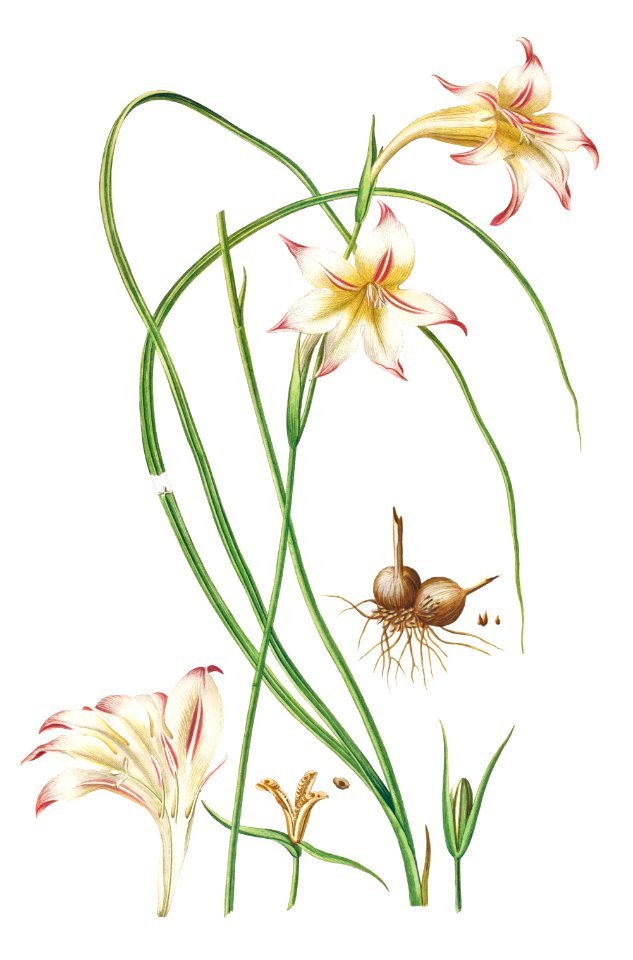 Plantae Selectae: No. 39 –Lilio Gladiolus or Sword Lily by Georg Dionysius Ehret.