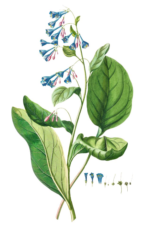 Plantae Selectae: No. 42–Pulmonaria or Lungworts by Georg Dionysius Ehret.