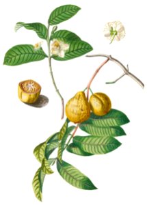 Plantae Selectae: No. 42–guaiaba or Guava by Georg Dionysius Ehret.. Free illustration for personal and commercial use.