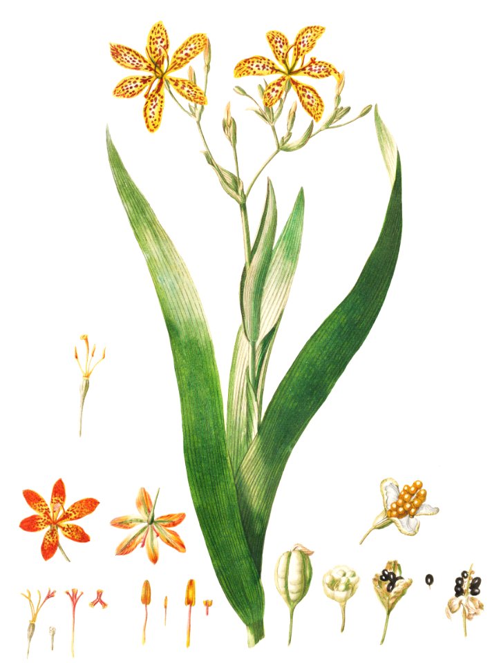 Plantae Selectae: No. 52–Ixia or Corn Lily by Georg Dionysius Ehret.