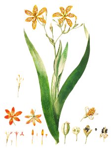 Plantae Selectae: No. 52–Ixia or Corn Lily by Georg Dionysius Ehret.. Free illustration for personal and commercial use.